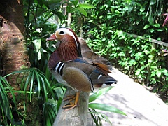 041 Birdworld Kuranda